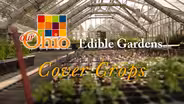 Edible Gardens - Cover Crops