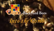Backyard Beekeeping: Into the Comb