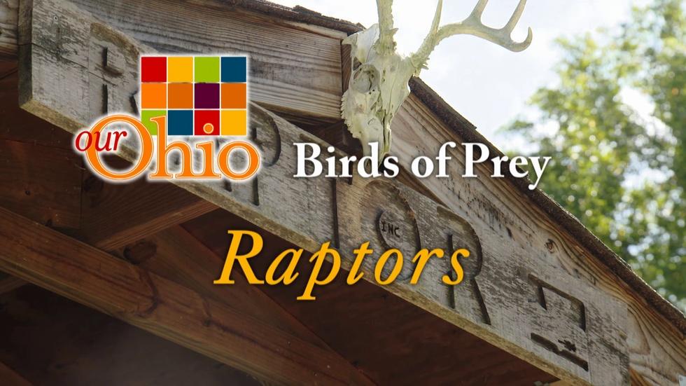 Birds of Prey aka Raptors image