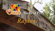 Birds of Prey aka Raptors