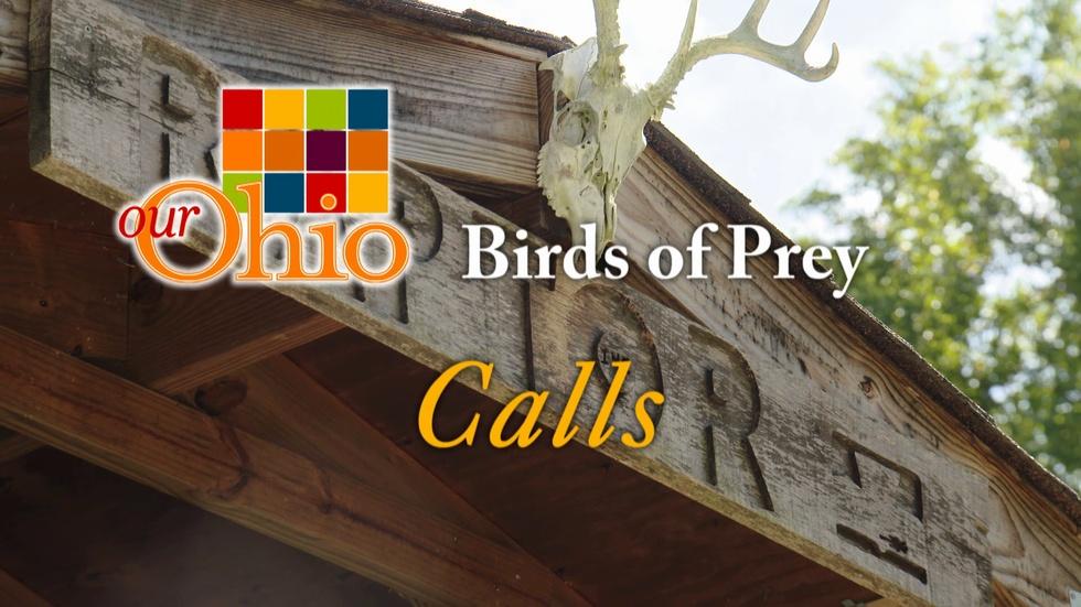 Birds of Prey - Calls image