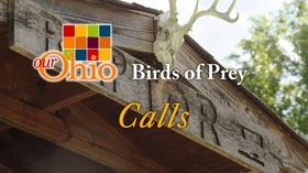 Video thumbnail: Our Ohio Birds of Prey - Calls