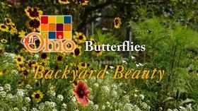 Video thumbnail: Our Ohio Butterflies: Backyard Beauty