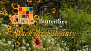 Butterflies: Backyard Beauty
