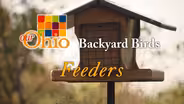 Backyard Birding - Feeders