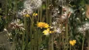 Our Ohio: Buckeye Gold