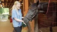 Aiken Horses