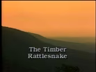 The Timber Rattlesnake