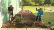 Planting Snapdragons, Dianthus and Pansies; Opossums