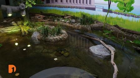 Video thumbnail: One Detroit Belle Isle Nature Center re-opens following renovations