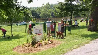 Dog Park