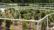 Rooftop Garden