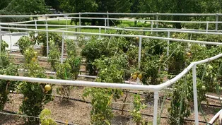 Rooftop Garden