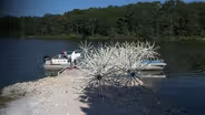 Porcupine Balls