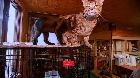 Video thumbnail: WSIU InFocus God's Little Creatures Rescue