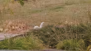 White Squirrels