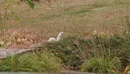 White Squirrels