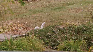 White Squirrels