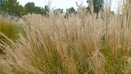Ornamental Grasses