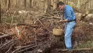 Hunting for Oyster Mushrooms