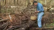 Hunting for Oyster Mushrooms