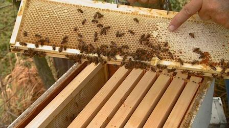 Video thumbnail: WSIU InFocus Beekeeping in Southern Illinois