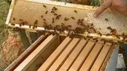 Beekeeping in Southern Illinois