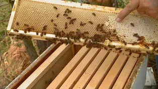 Beekeeping in Southern Illinois