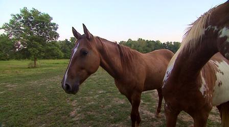 Video thumbnail: WSIU InFocus Mustang Adoption Center