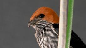 Insects Swarm and a Family Nests: asset-mezzanine-16x9