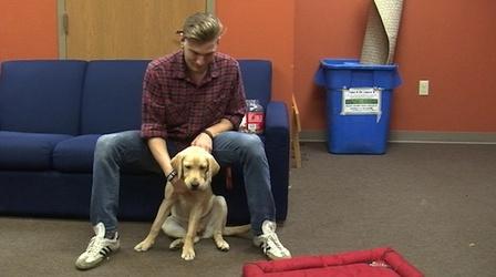 Video thumbnail: Arts and Culture Shorts Guiding Eyes for the Blind