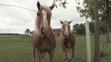 Video thumbnail: Sip and Swirl Hunt Country Vineyards
