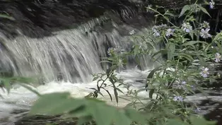 Ricketts Glen State Park