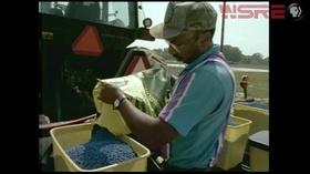 Video thumbnail: AWARE Vanishing Occupations: Black Farmers