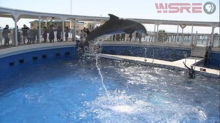Video thumbnail: In Your Own Backyard Gulfarium Marine Adventure Park