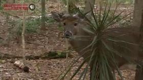 Video thumbnail: In Your Own Backyard Animal Sanctuaries