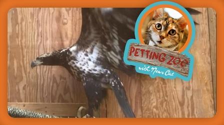 Video thumbnail: NewsDepth Petting Zoo: Recovered Bald Eagle Released