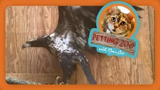 Petting Zoo: Recovered Bald Eagle Released