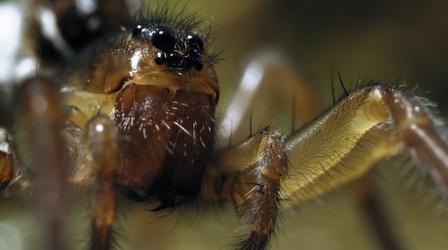 Video thumbnail: Wild Scandinavia Icelandic Spider Loves a Thermal Spa