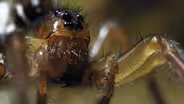 Icelandic Spider Loves a Thermal Spa
