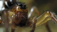Icelandic Spider Loves a Thermal Spa