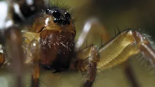 Icelandic Spider Loves a Thermal Spa
