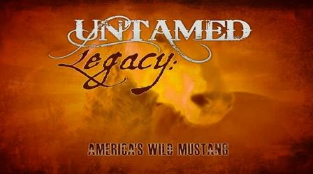 Video thumbnail: Special Presentations Untamed Legacy: America's Wild Mustang