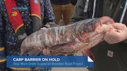 The Latest on Efforts to Prevent Invasive Carp From Reaching Lake Michigan