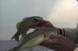 Bass Fever