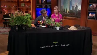 Gardening Tips from Eliza Fournier