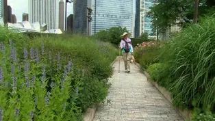 Lurie Garden in Summer