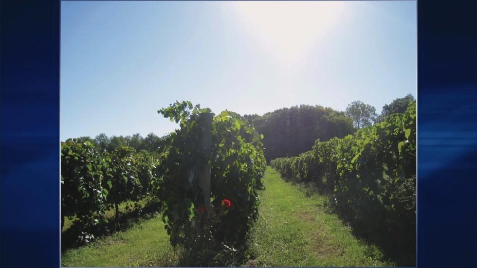 Illinois Wines image