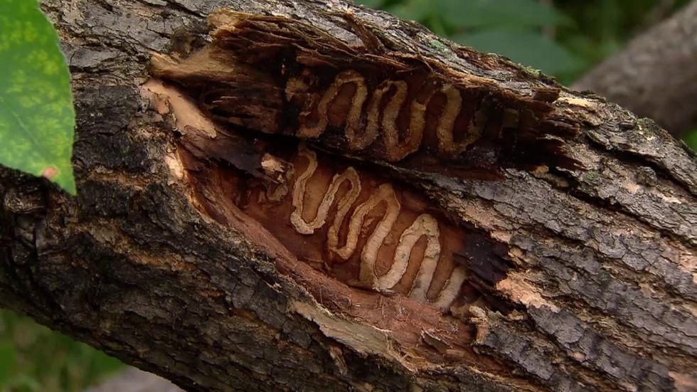 Fighting Emerald Ash Borer image