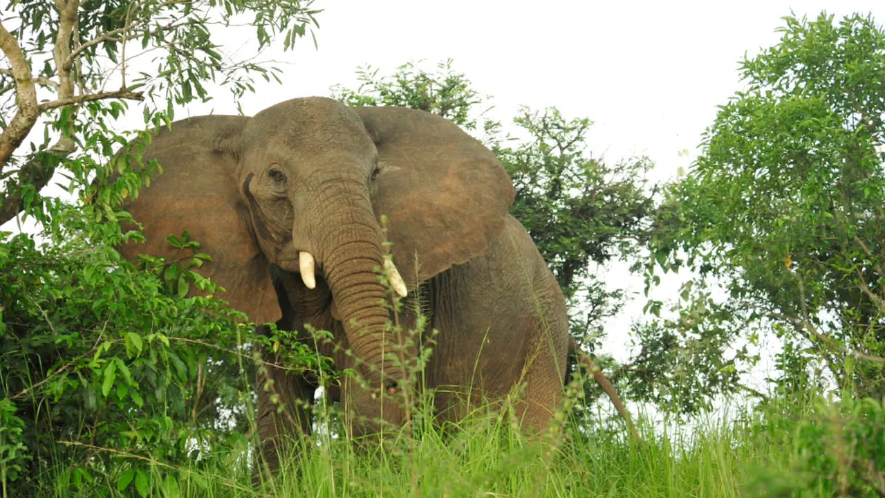 Video: Elephants in Danger of Extinction | Watch Chicago Tonight Online